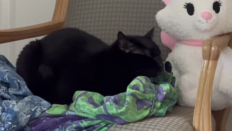 Cute Precious Piper Sits Admist the Clothes on Her Throne - Adopting a Cat from a Shelter Vlog