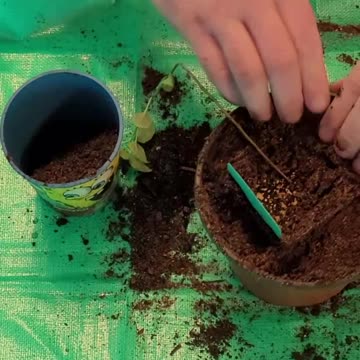 Best and Easiest Transplanting Method