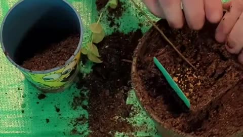 Best and Easiest Transplanting Method