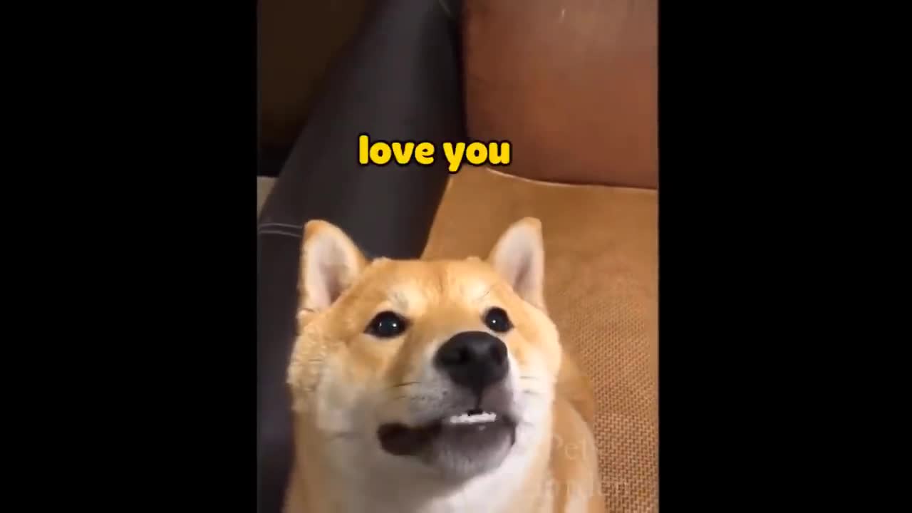 Funny cats video of the week