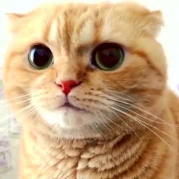 The side face 🥺🐈