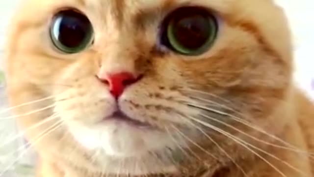 The side face 🥺🐈
