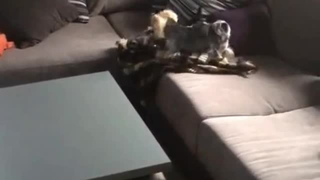 ( Must WACH ] Yorkie and ferret best friends actively play catch-up