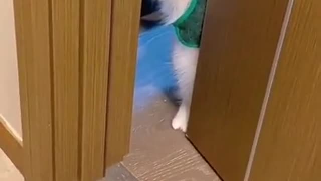 Funny Cat Video #shorts #trending