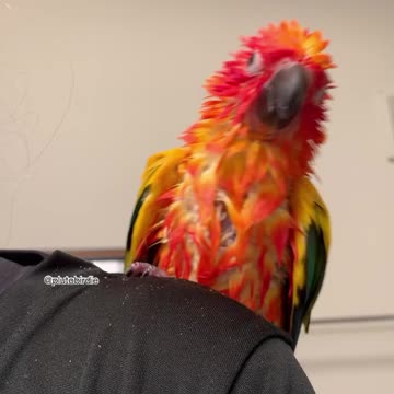 Parrot Shakes Like Cray After Bath