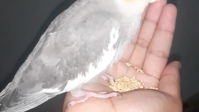 My tame cockateil parrot eating from my hand