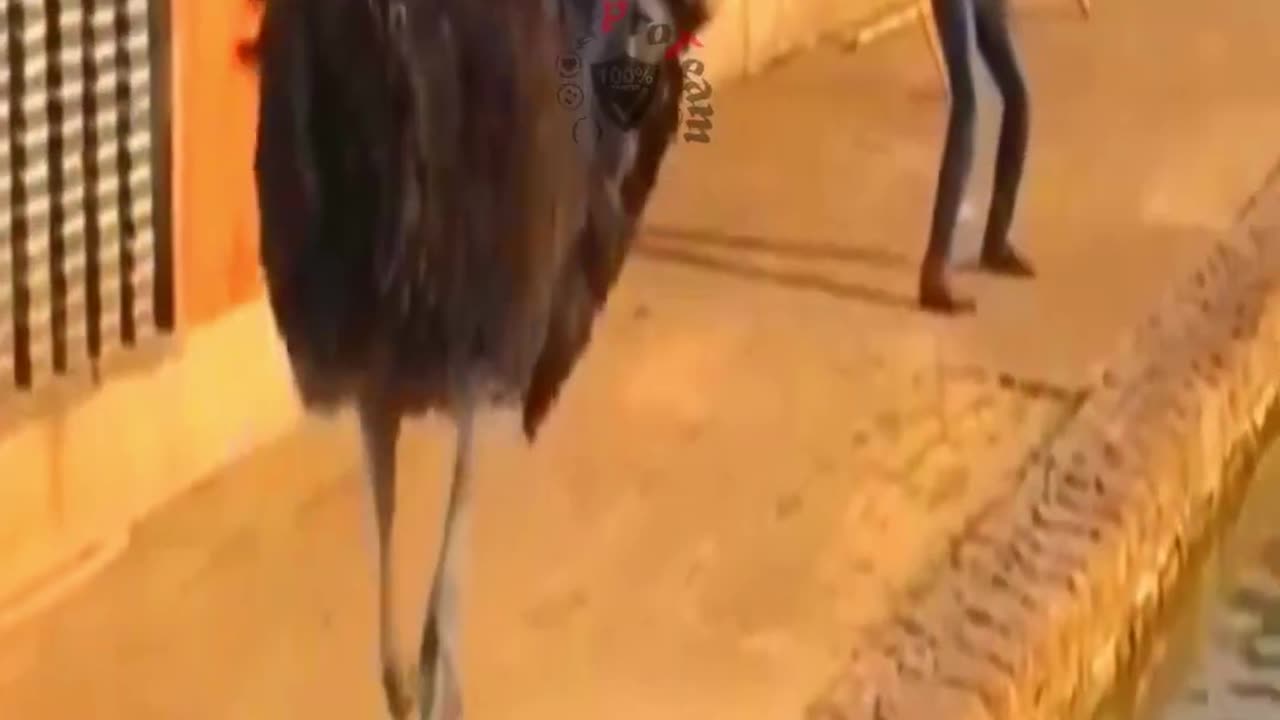 Angry Ostrich chasing man funny video