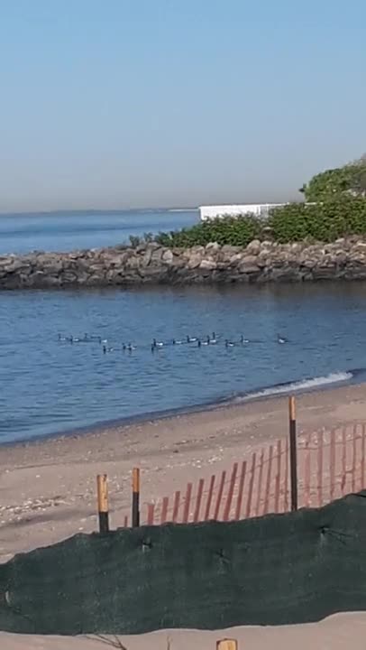 Whistle trained brants - www.geesebusters.com