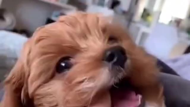 Funny dog video