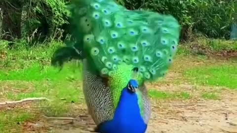The peacock