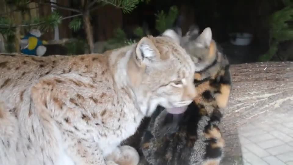 A stray cat became friends with a lynx after entering the lynx's enclosure looking for food.