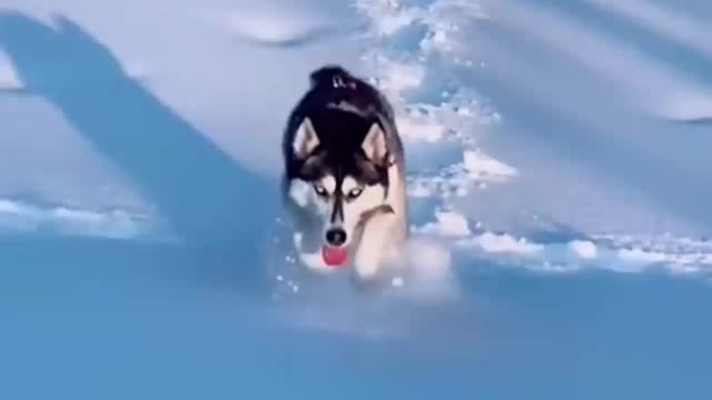 The big dog met playing happily in the snow