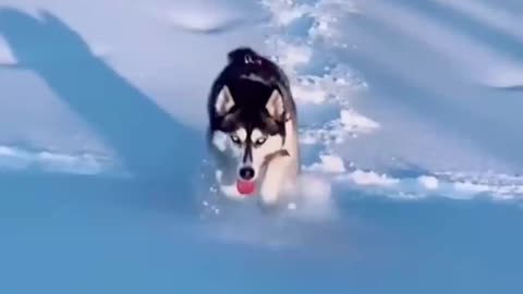 The big dog met playing happily in the snow