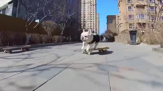 Skateboarding dog