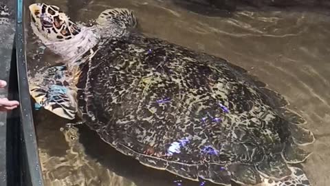 Giant Sea Turtle