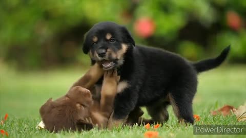 How cutes puppy-cute and funny video