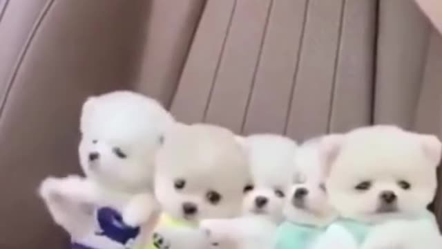Cute baby dogs 🐕
