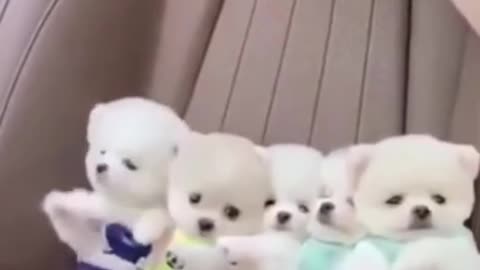 Cute baby dogs 🐕