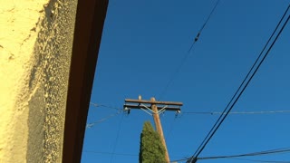 Tiercel Falcon
