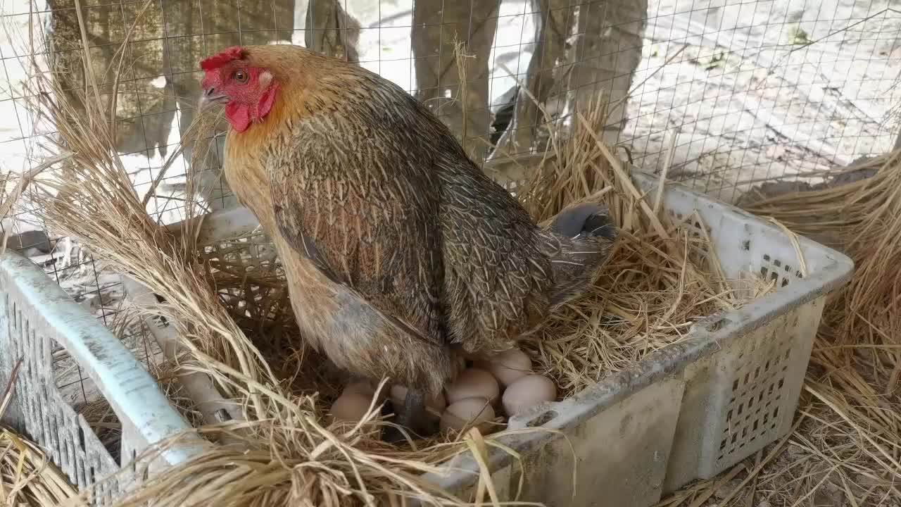 How do hens lay eggs