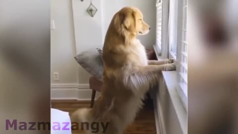 friendly dog ​​admiring the view