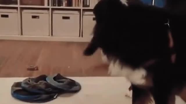 Cat and dog funny time