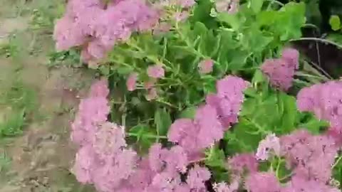 Very bright little flowers