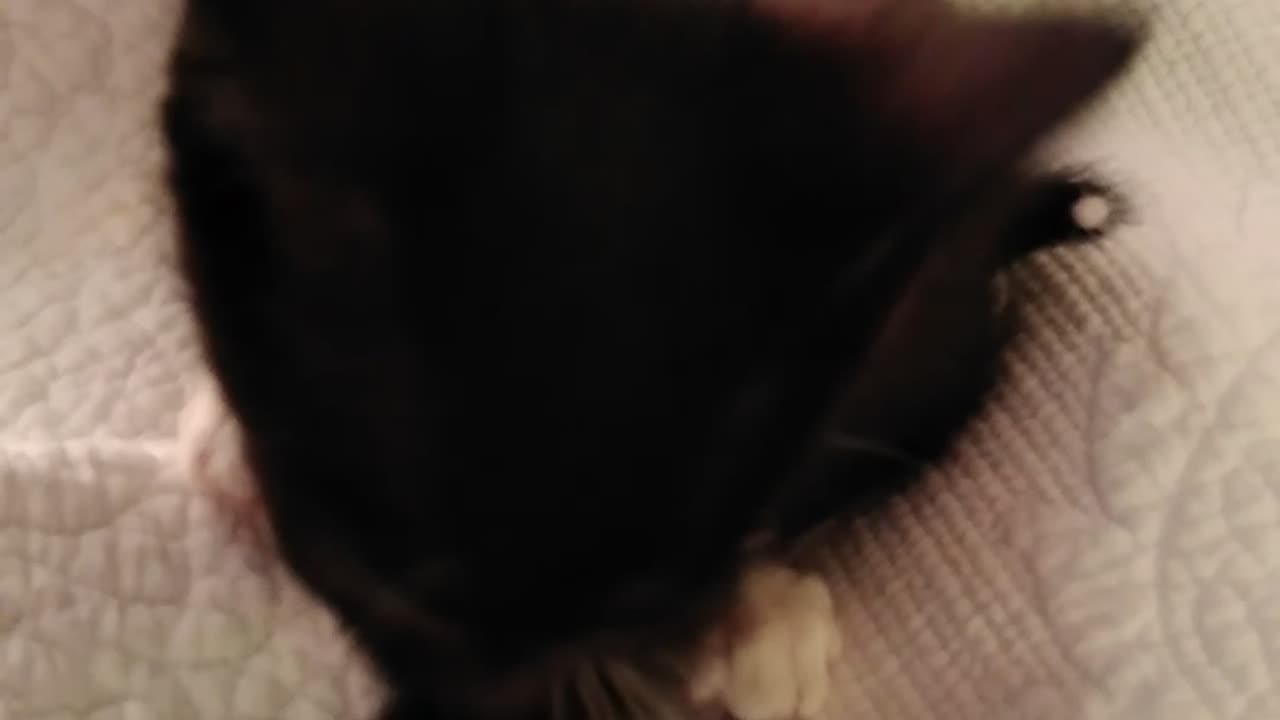 BamBam Cherrio the kitten