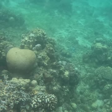 Snorkeling Adventures Philippines. Amazing corals and fish