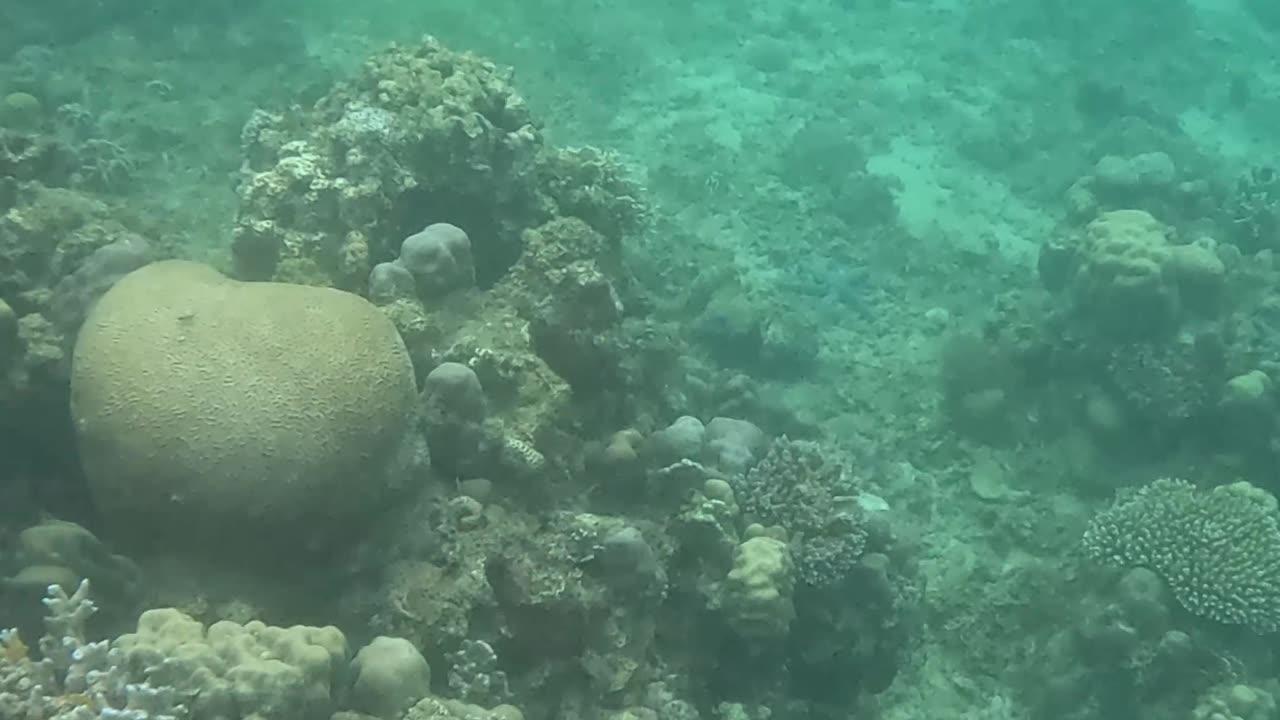 Snorkeling Adventures Philippines. Amazing corals and fish