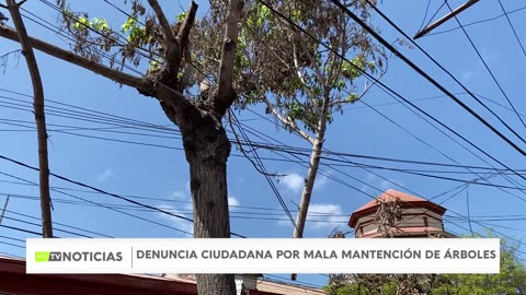 Árboles en mal estado en La Serena