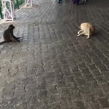 Monkey vs dog fighting||watch till end😂😂