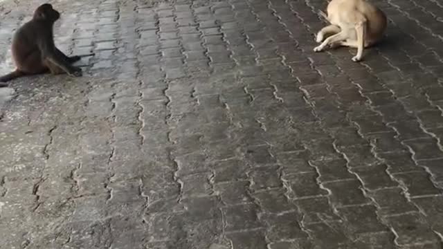 Monkey vs dog fighting||watch till endππ