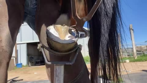 Taking care of horses' hooves