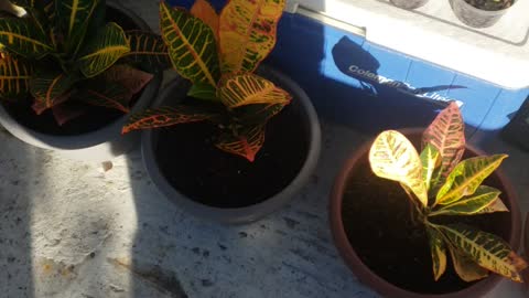 Bioactive plant update