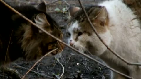 Two Cats Having A Conversation