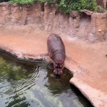 Why Hippopotamus Jumps in to water ?