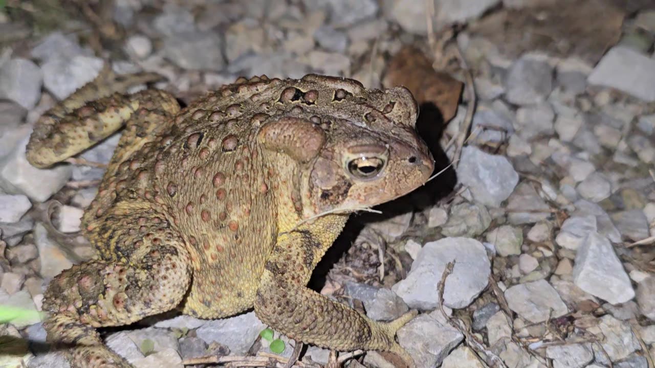 American Toad