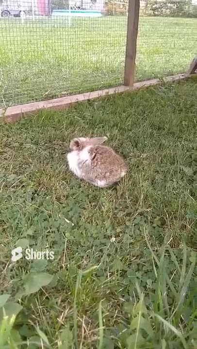 cute rabbit