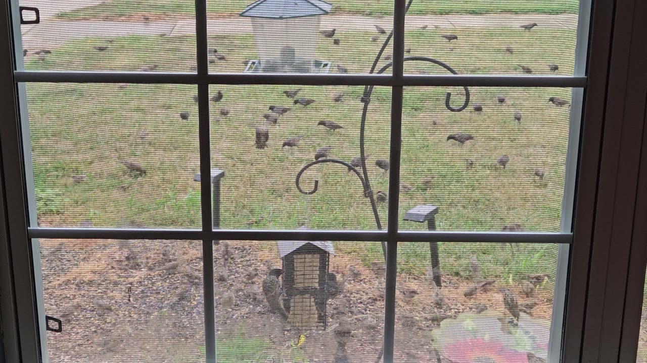 Many Birds in My Yard