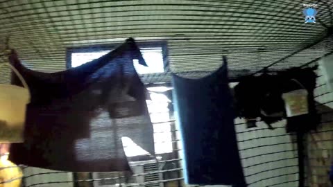 Hard releasing a flying-fox; Myrtle fails her hard release