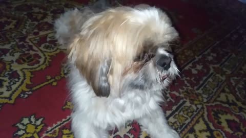 Shih Tzu dog