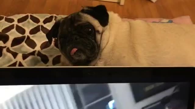 Pug making funny face while looking at the camera