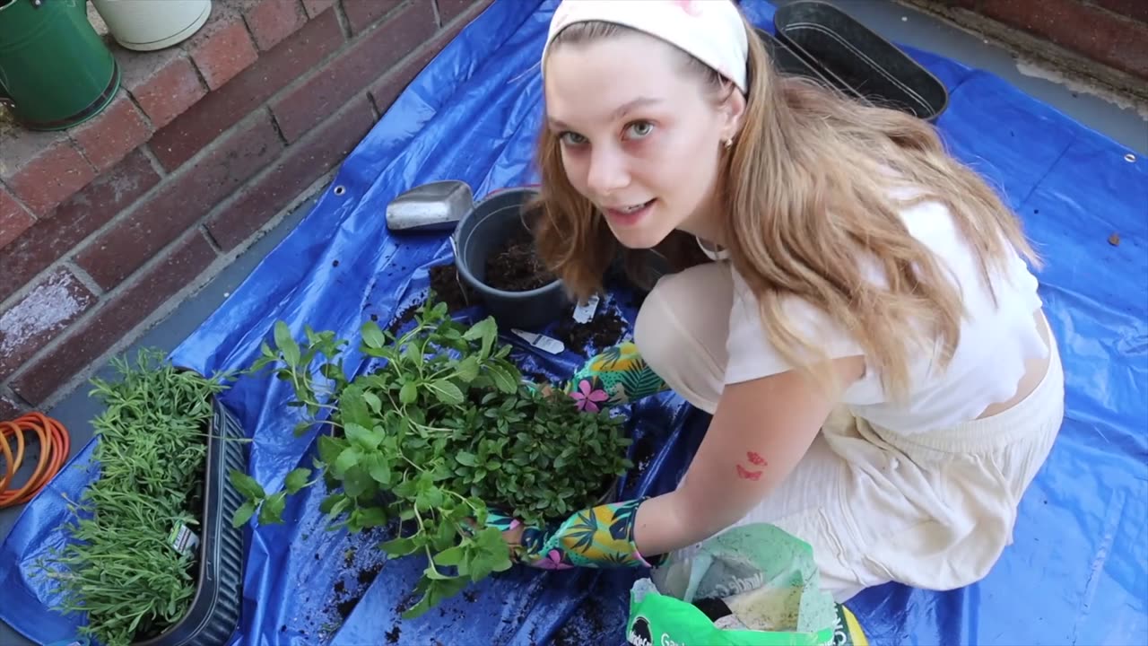 my apartment herb garden