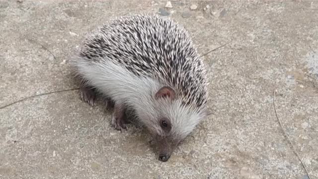 The smart hedgehog.