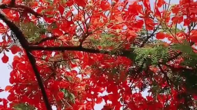A red flower stands out among the large green leaves