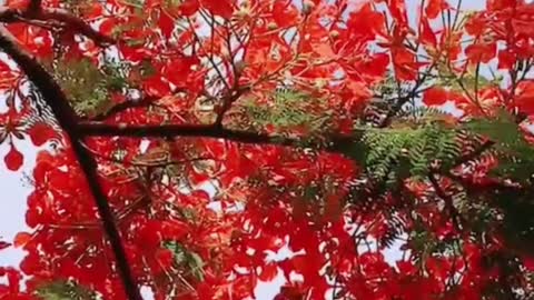 A red flower stands out among the large green leaves