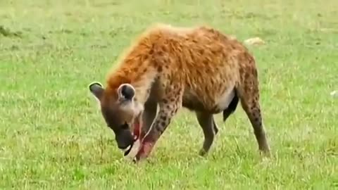Wildlife in closer view with a natural perspective.