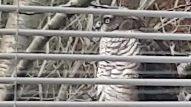 Hawk on the fence