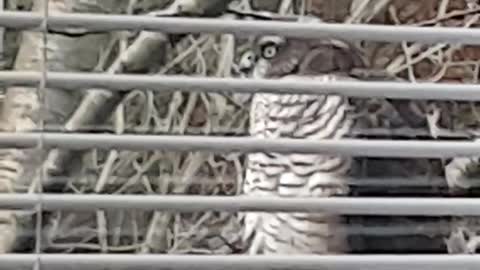 Hawk on the fence